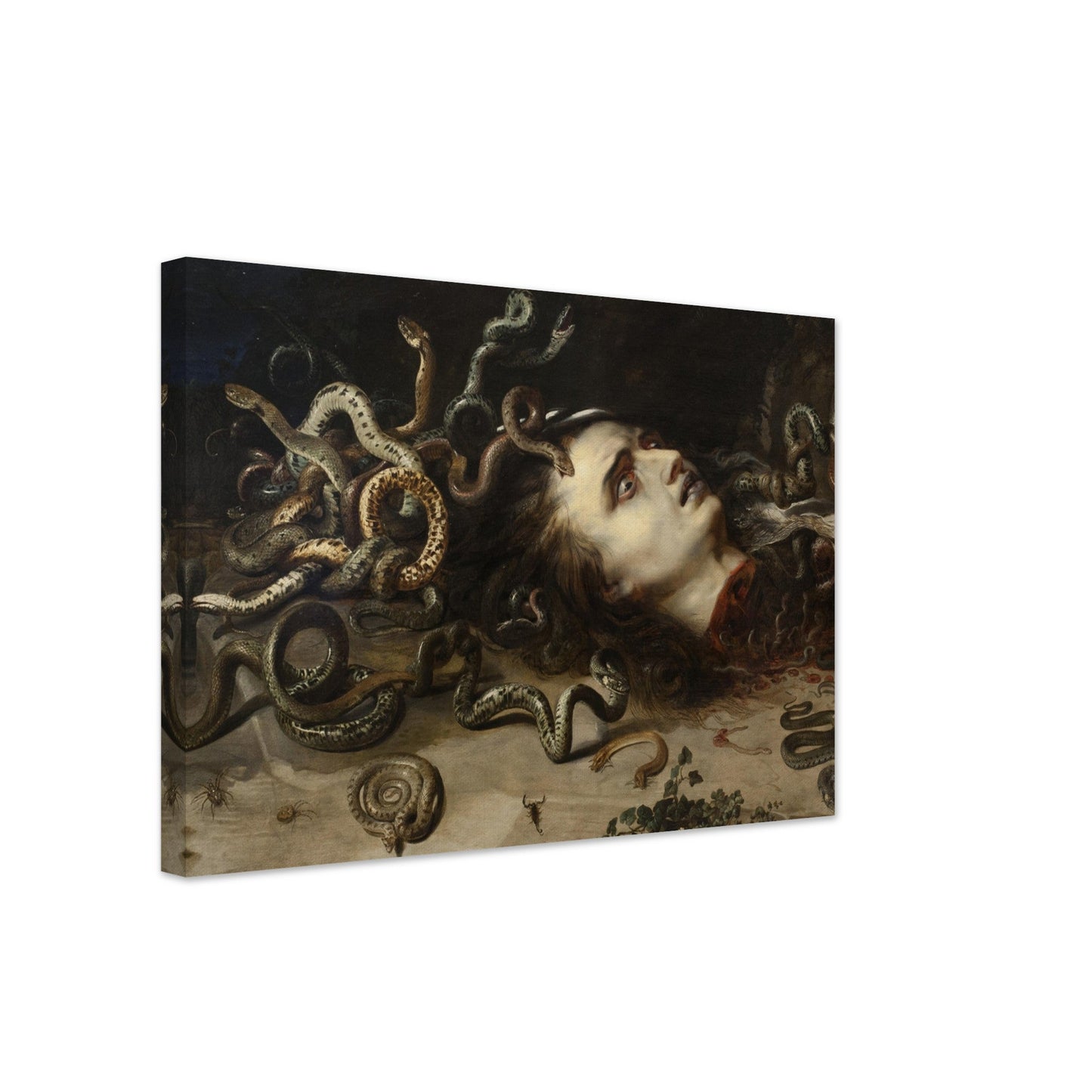 Head of Medusa (1617-1618) by Pieter Paul Rubens - Print Material - Master's Gaze