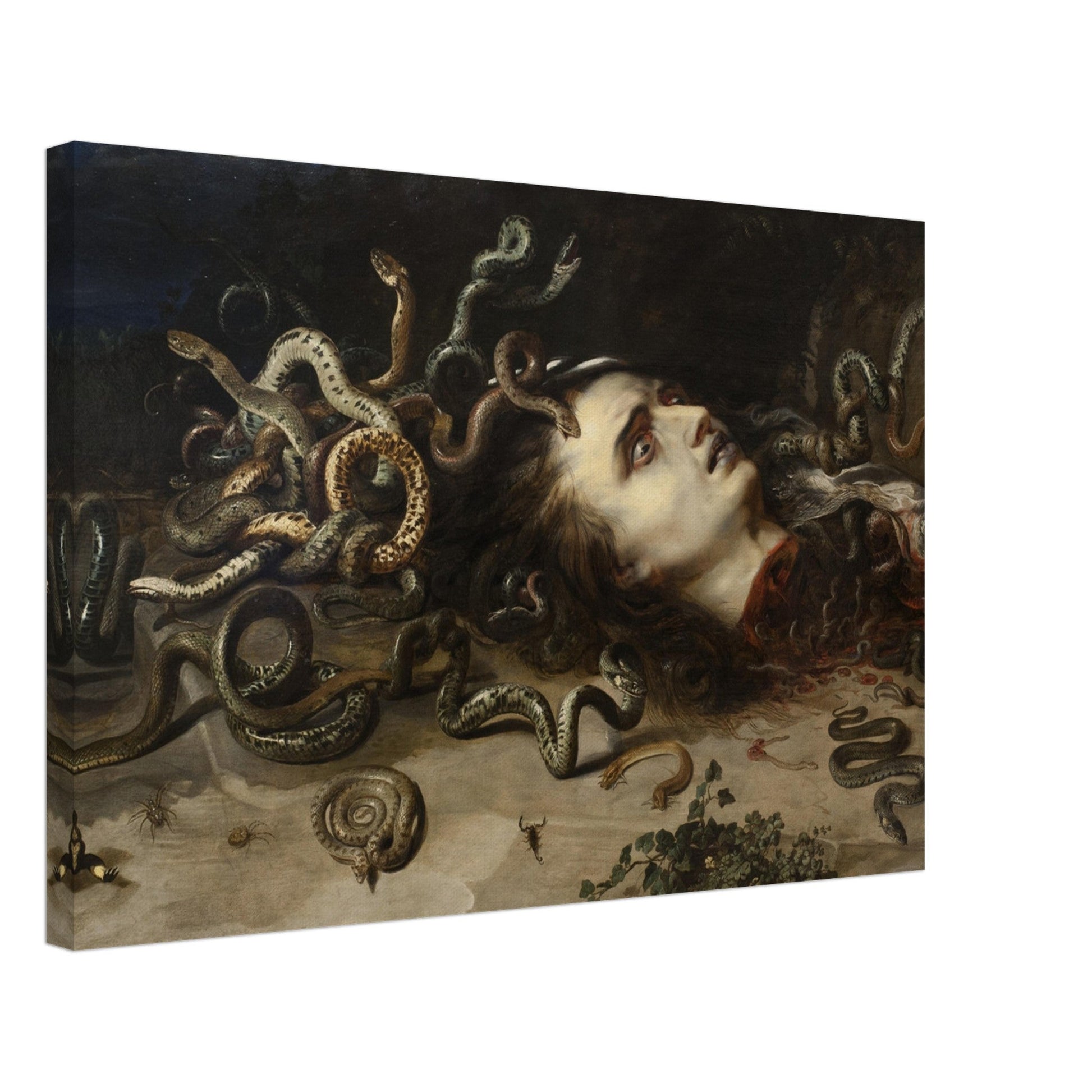 Head of Medusa (1617-1618) by Pieter Paul Rubens - Print Material - Master's Gaze