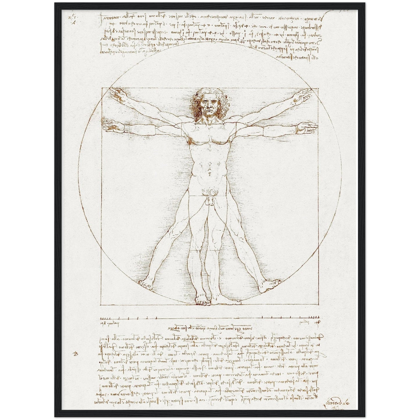 Vitruvian Man - Leonardo da Vinci - Print Material - Master's Gaze