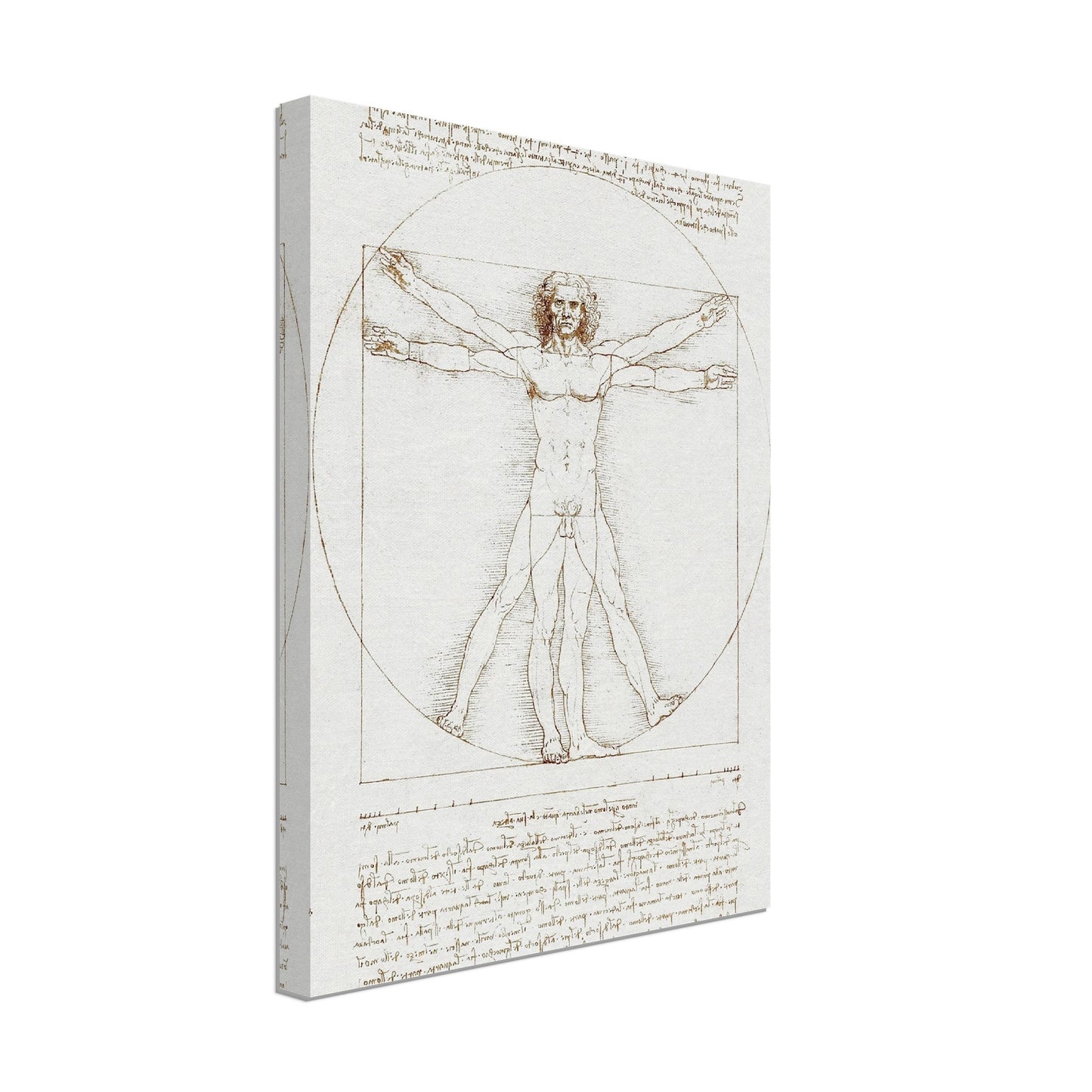 Vitruvian Man - Leonardo da Vinci - Print Material - Master's Gaze