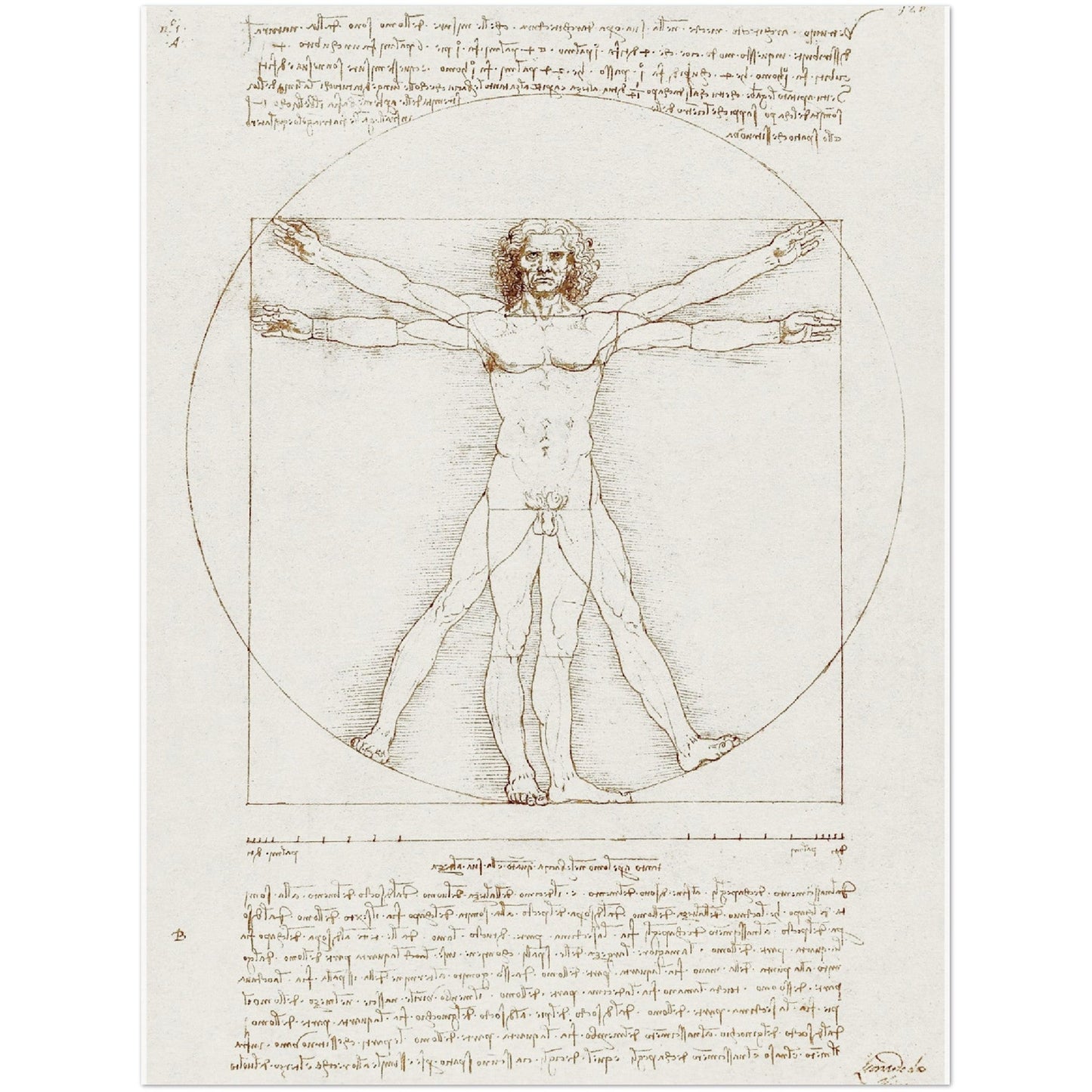 Vitruvian Man - Leonardo da Vinci - Print Material - Master's Gaze