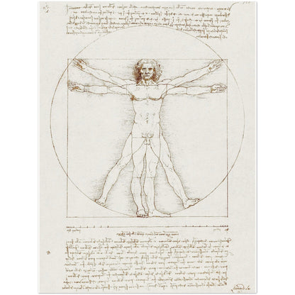 Vitruvian Man - Leonardo da Vinci - Print Material - Master's Gaze