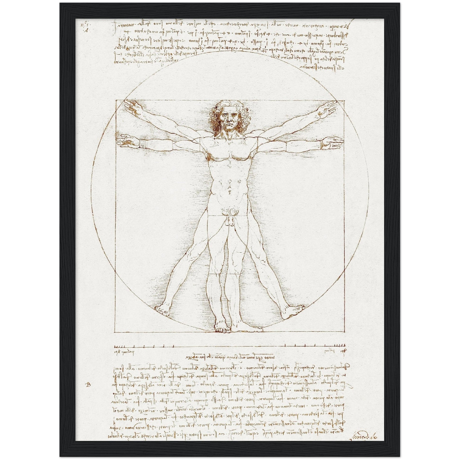 Vitruvian Man - Leonardo da Vinci - Print Material - Master's Gaze