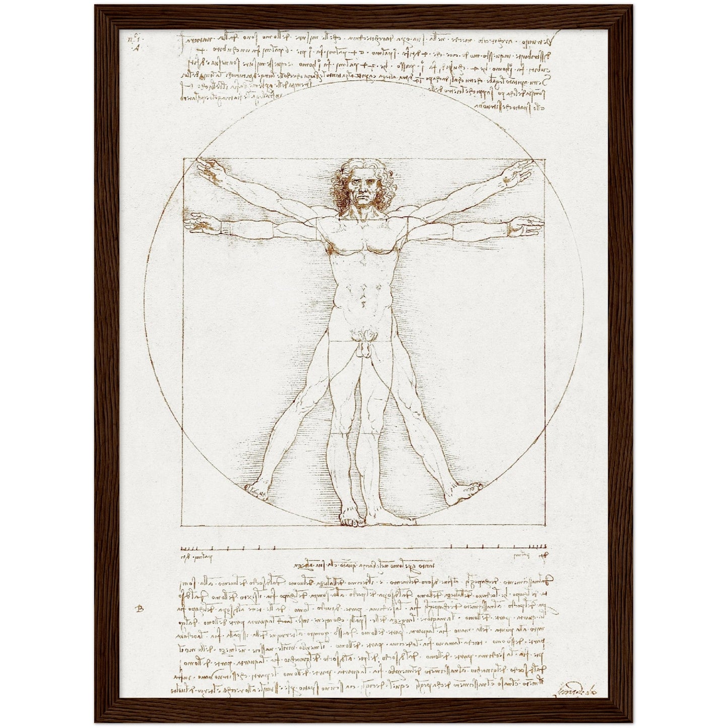 Vitruvian Man - Leonardo da Vinci - Print Material - Master's Gaze