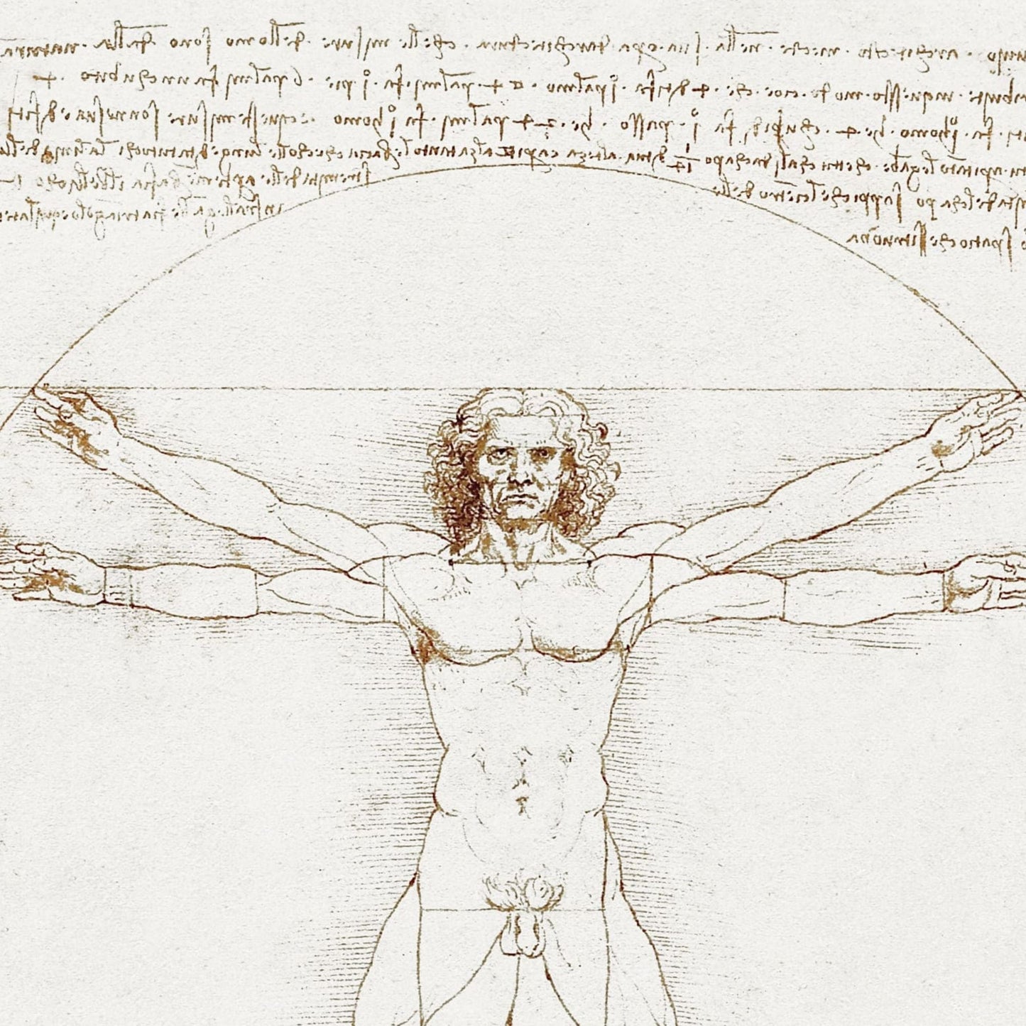 Vitruvian Man - Leonardo da Vinci - Print Material - Master's Gaze