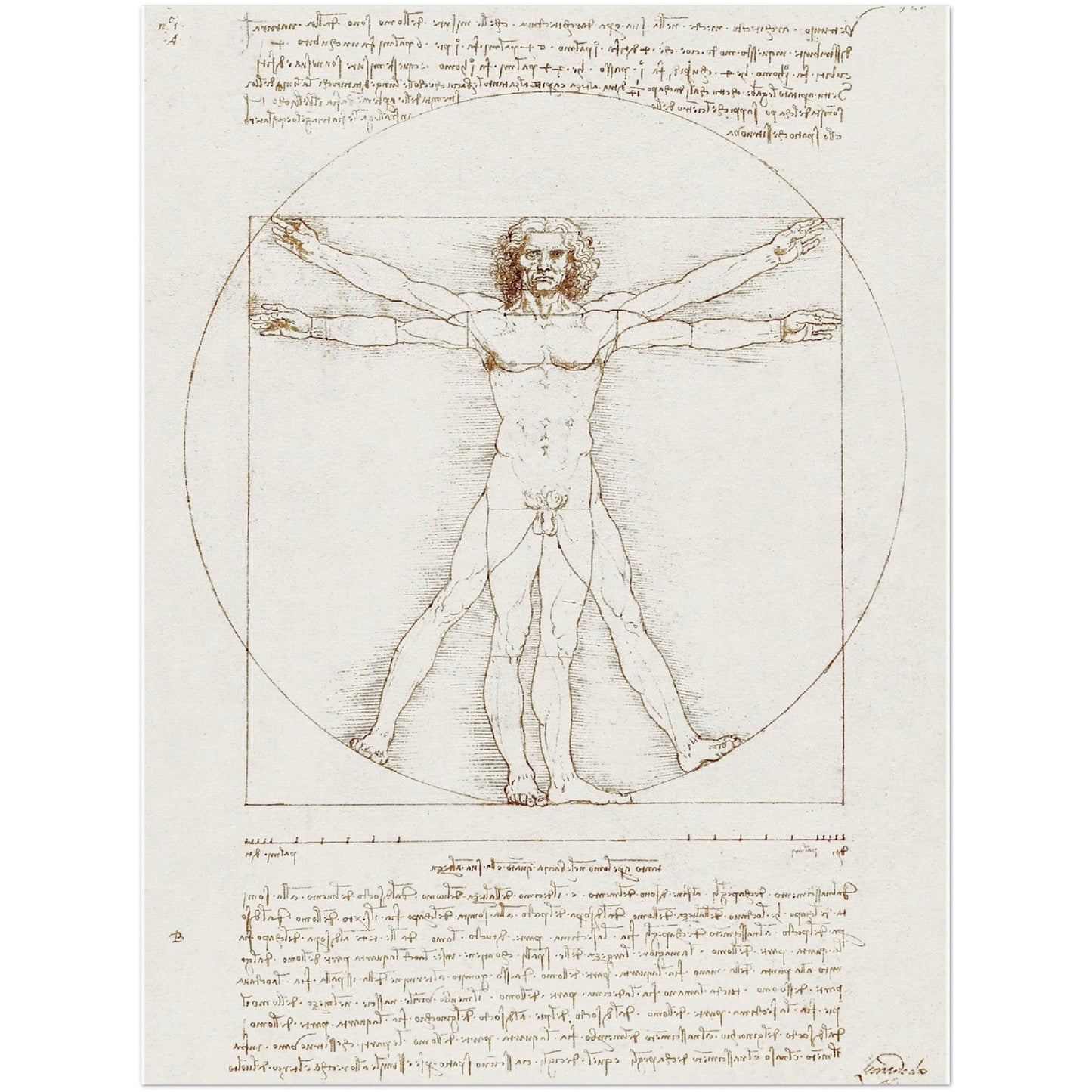 Vitruvian Man - Leonardo da Vinci - Print Material - Master's Gaze